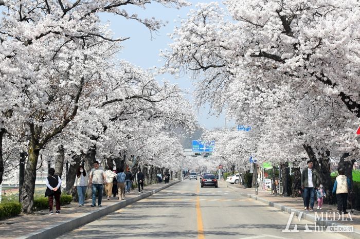 정읍시, 정읍천 벚꽃길에 분홍빛 벚꽃이 ‘활짝’