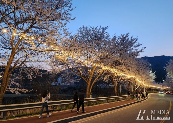 계룡시, ‘계룡 벚꽃엔딩, 봄의 향연’ 개최