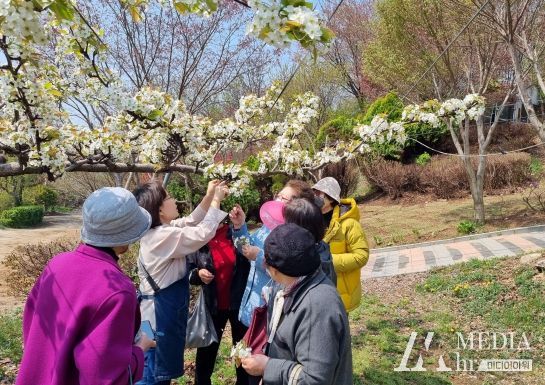꽃누르미 활동을 위한 배꽃 채집 활동
