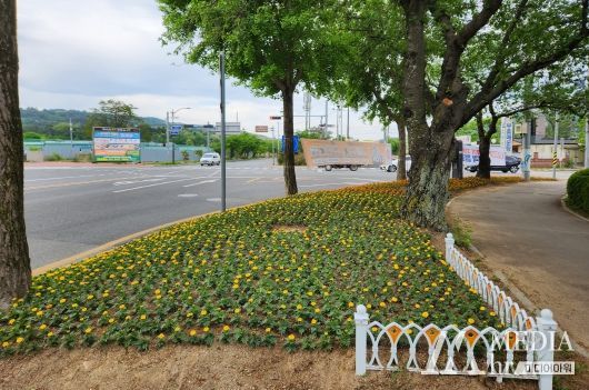 경주시 보덕동, 천군네거리 등 봄꽃으로 새 단장