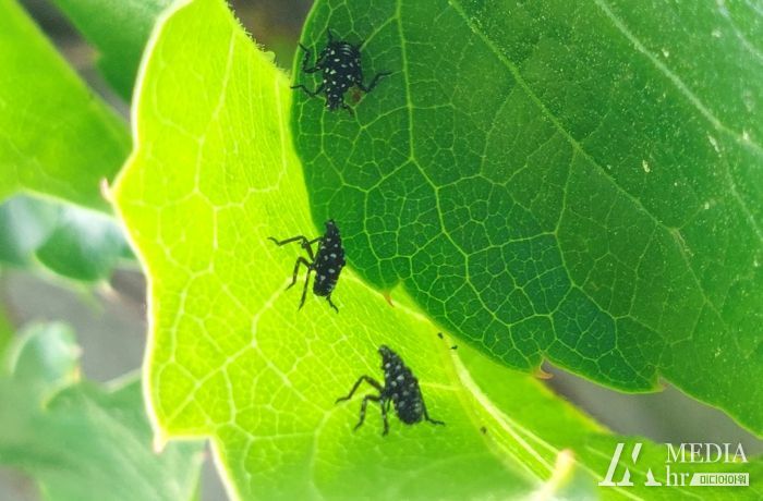 돌발해충인 꽃매미의 모습