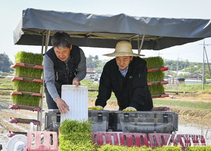 문경시, 풍년농사 기원하는 모내기 행사 가져