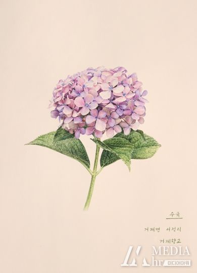 거제, 열두 달 꽃을 피우다 수국