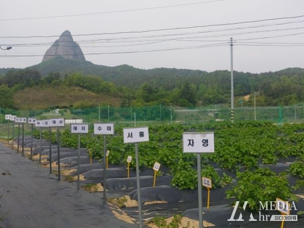 진안군, 대서, 수미 등 감자 선발품종 유기농 실증 나서