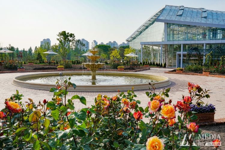 일월수목원 전시온실 앞 장식정원에 장미가 피어있는 모습