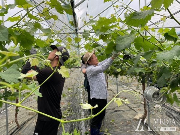 김천시 기획예산실, 봄철 농촌 일손 돕기 시행