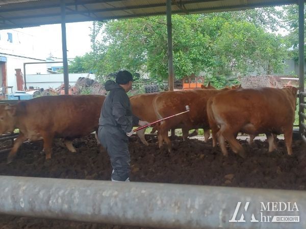 밀양시 한 한우 농장에서 공수의사가 긴급 구제역 백신을 접종하고 있다.