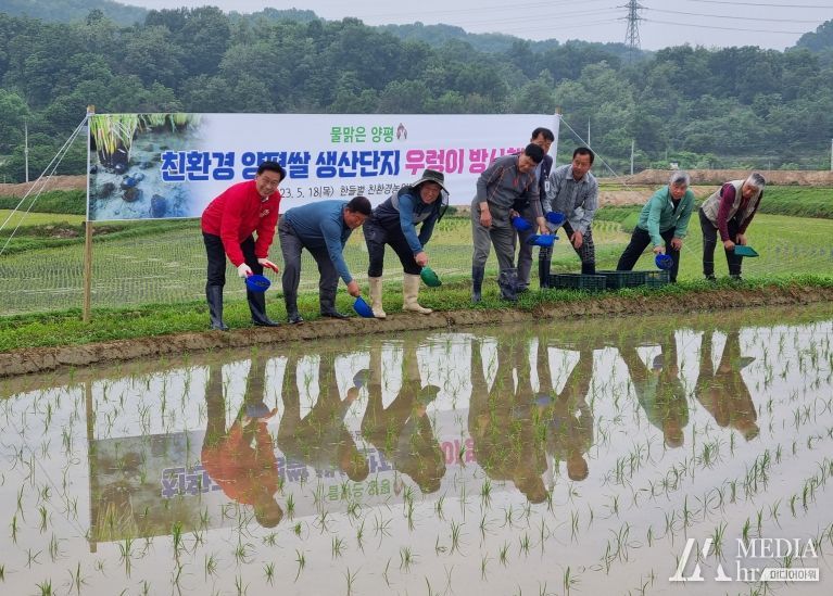 양평군, 친환경농법 쌀 생산을 위한 왕우렁이 방사