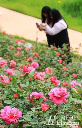 엑스포공원 장미원