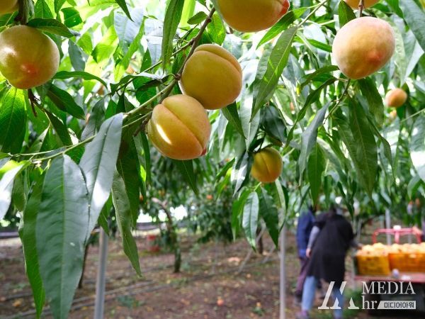 영동군 시설복숭아, 전국 소비자 입맛 공략