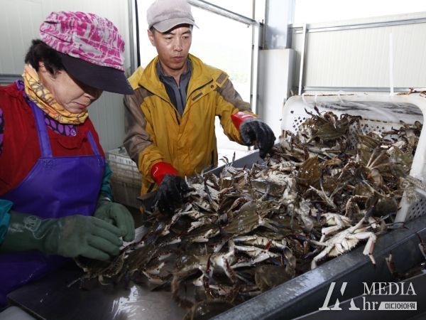 진도 서망항, ‘알 꽉차고 맛이 일품’ 봄꽃게 위판 ‘한창’