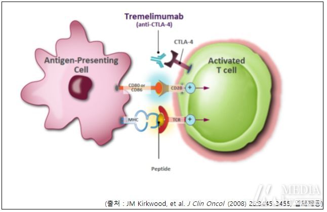 이뮤도주 작용기전