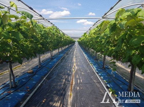 강화군, 장마철 대비 철저한 과수재배 관리 당부