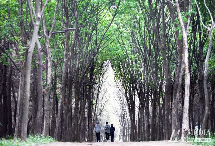 곰솔누리숲을 걷는 시민들