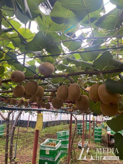 서귀포시, 2024년 FTA기금“키위”고품질시설 현대화 시범사업 신청·접수